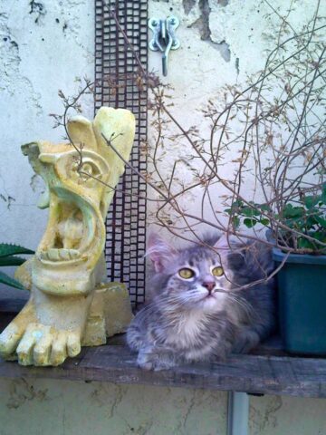 Gato gris atigrado sentado junto a una escultura de cerámica amarilla con forma de rostro con boca abierta, ramas secas y una pared con reja al fondo.