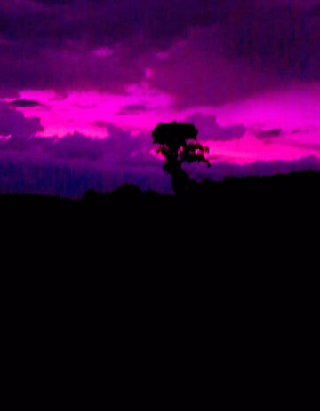 Fotografía intervenida en tonos magenta y violeta: silueta de un árbol solitario sobre una loma oscura, cielo con nubes rosa y púrpura.