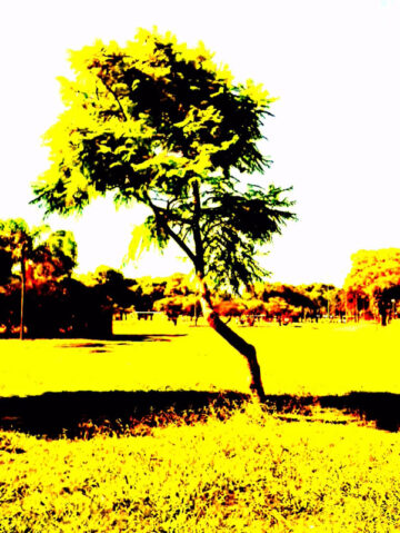 Fotografía intervenida en duotono amarillo: un árbol inclinado en un parque, césped en primer plano y más árboles al fondo.