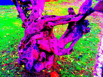 Fotografía intervenida en duotono magenta y violeta: tronco y raíces retorcidas de un árbol sobre césped verde con hojas caídas.